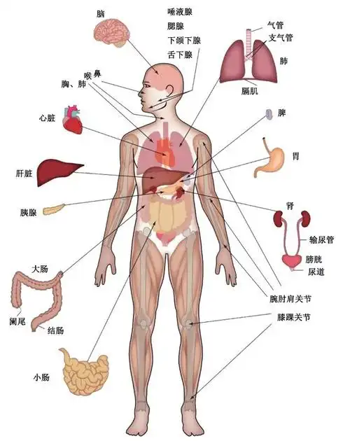 人体是一个精密的有机整体,任何人工智能或机器都无法比拟!