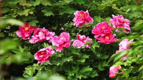 花中仙子-鲜艳的牡丹花摄影壁纸