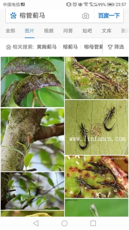 三亚凤凰岛度假酒店榕管蓟马(ji ma)处理工作报告