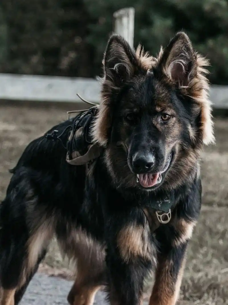 德牧|威猛霸气的大狼狗写真集96 94诶嘿6015 90想不到吧