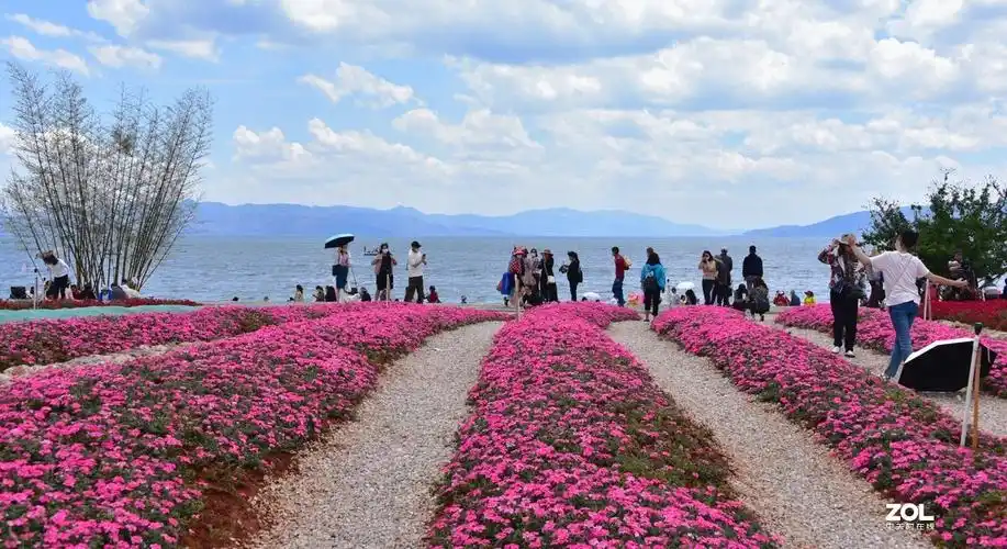 抚仙湖广龙小镇湖滨花海2
