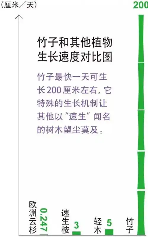 带你走进竹子的"私密生活"【长盛新材料科技】