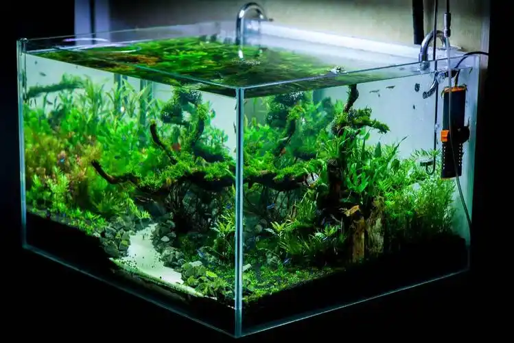 80*70方缸开缸20天作业 - 水草造景 - cta南美水族