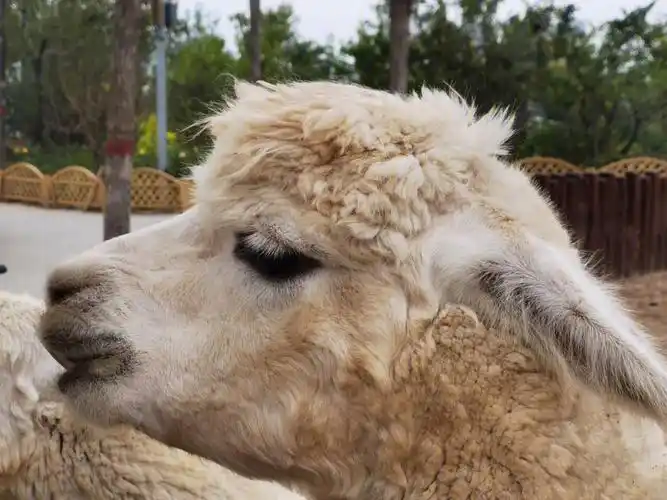 超级可爱羊驼驼07