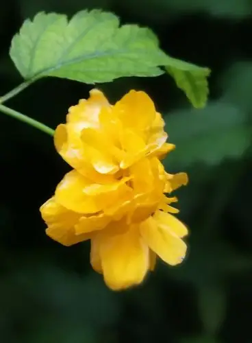 其它 高贵淡雅的棣棠花 写美篇  医药:枝叶,花(棣