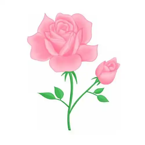 盛开的两朵粉红色蔷薇花玫瑰花3370904图片素材