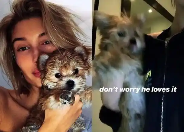 海莉抱小狗当公仔跳舞摇晃 被网友批评虐待动物