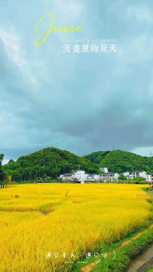 米埗稻田里的夏天|摄影|风光摄影|搬砖道人探索之旅 - 原创作品