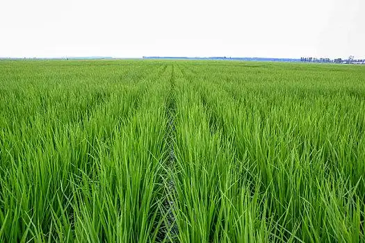 脆皮,水稻,谷物,随着,一杯牛奶相关词推荐:丰收稻田绿色特写秧苗农业