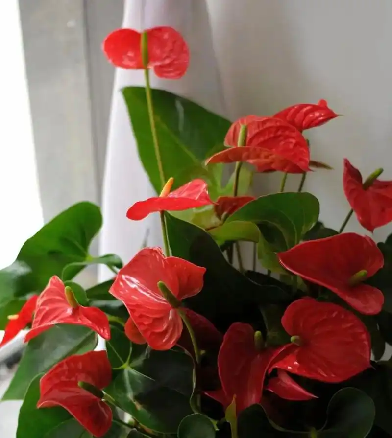 3种"健康花",家里至少养一两盆,病菌少一半,对全家人都好