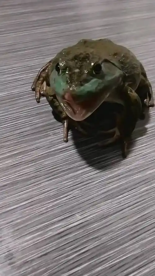 赖蛤蟆居然是这样叫的,我还是第一次听,感觉有点怪怪的!