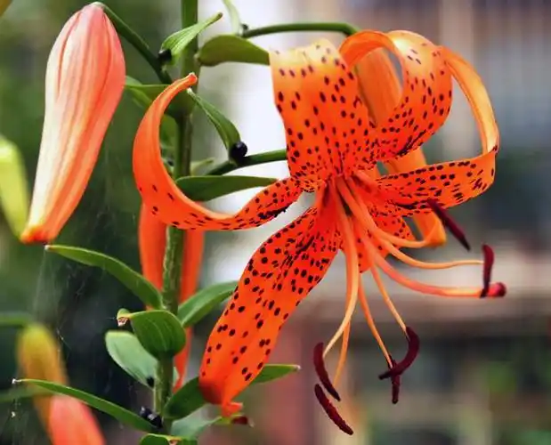 白百合花图片,最美单瓣百合品种图鉴(红色百合花图片)