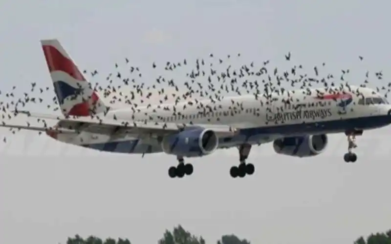 飞机高空飞行意外撞上鸟,看完简直难以承受!镜头记录下全过程