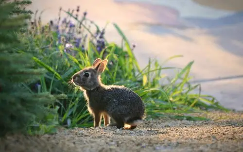 兔子活泼可爱治愈系图片高清桌面壁纸(一)高清大图预览1920x1200_动物