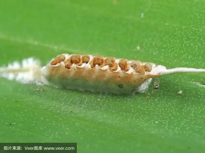 绿叶上的螳螂卵袋微距照片