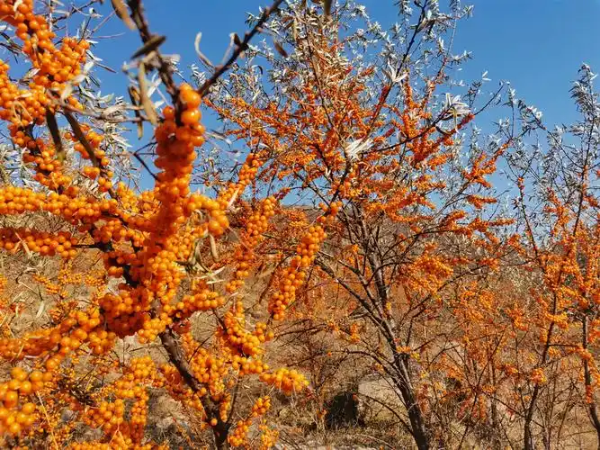 我国沙棘林面积达1910万亩 人工种植面积世界第一