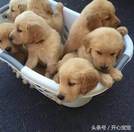 每种狗宝宝都超级可爱,唯独小哈士奇宝宝有点与众不同!