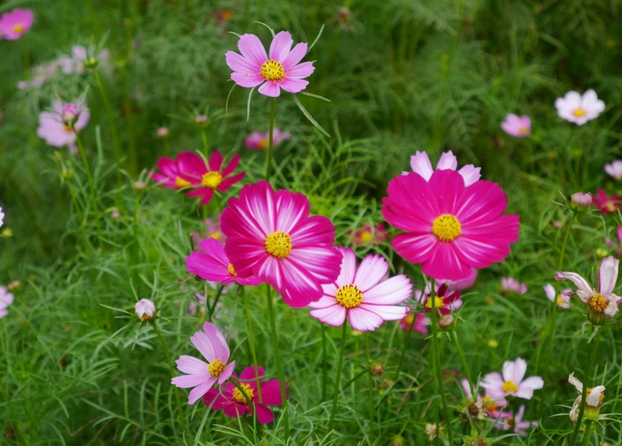 首页 唯美图片 花草图片精选唯美花卉高清摄影图片大全