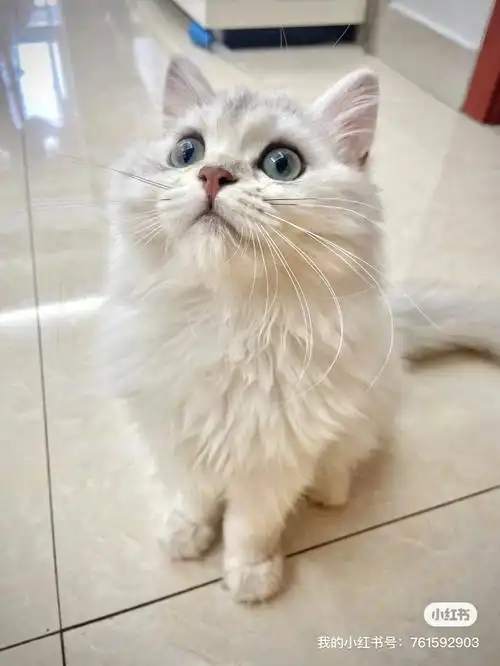 长毛银渐层四个月小母猫家养