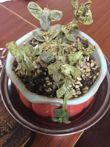 4天前浇的水,多肉2天之内脱水干瘪成这样,这是什么问题?这该怎么办啊?