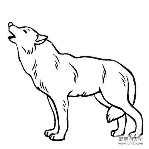 野生动物简笔画狼的简笔画图片简笔画凶猛的狼的画法如何画竖着尾巴的