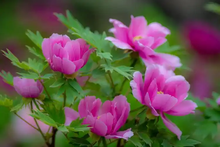 洛阳牡丹甲天下 人间最美四月天——2020年洛阳云赏牡丹,花开满屏牡丹