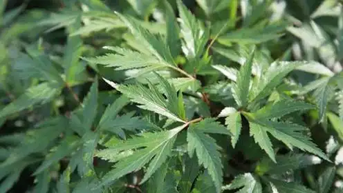 农村野草被称"血当归",老中医:它能治疗白血病!