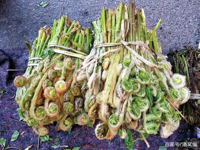 东北大山里的山野菜