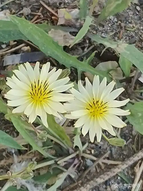 苦麦菜我们这里叫鸭食菜,比较苦,很少有人吃.