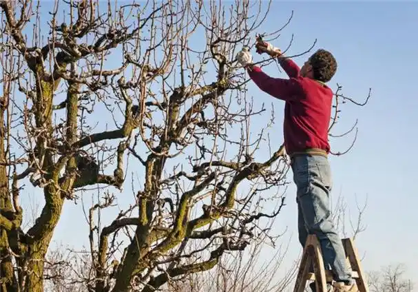冬季给植物剪枝还能有这么多好处_修剪