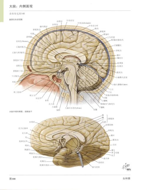 奈特人体解剖图谱-脑部