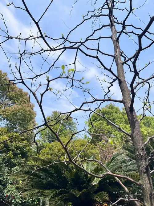 庭中有奇树绿叶发华滋