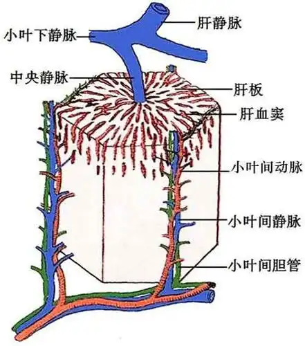 【肝小叶构造简介】肝脏结构和功能的单位是肝小叶,呈多角形,肝小叶的