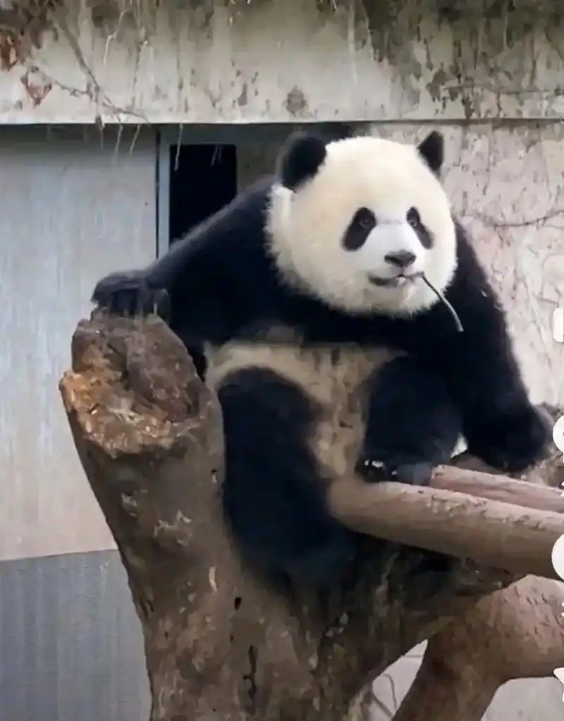 小小年纪就被叫姐的熊猫,渝爱! 网友戏称爱姐! #熊猫