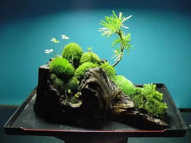 苔藓盆景的制作方法