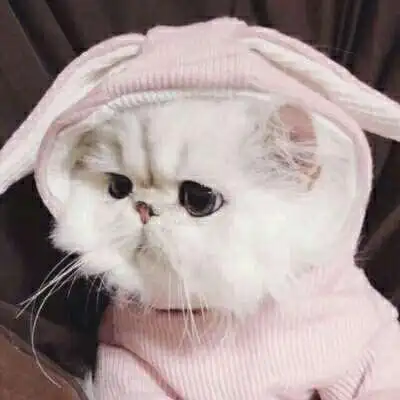 可爱猫咪头像高清萌萌哒微信用猫做头像的女人很可爱