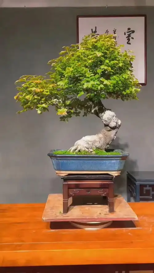 坨坨桩的朴树,古朴大气