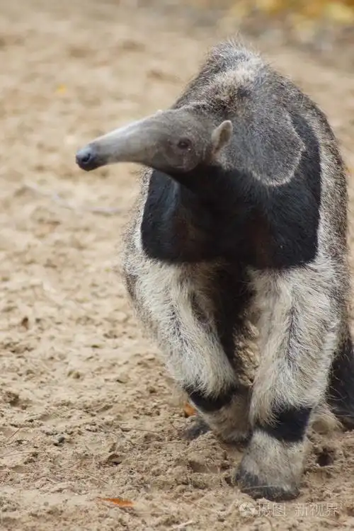 食蚁兽三趾食蚁兽