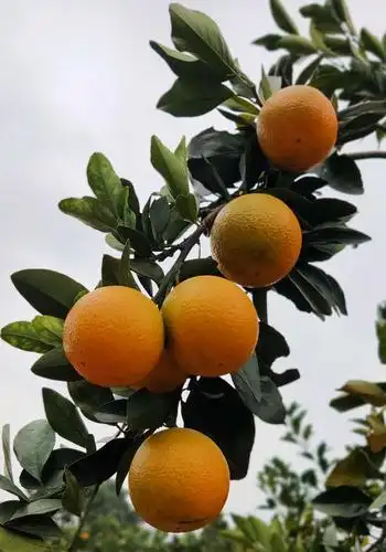 廉江红橙一一2020.12.12-湛江廉江农家果园