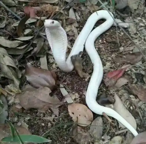 村民山上发现罕见的漂亮小白蛇,竟是变异眼镜蛇