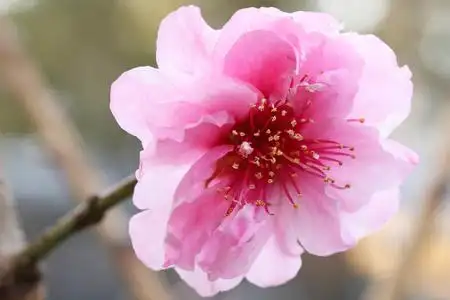 一朵孤桃花的高度照片