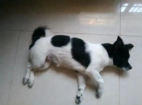 黑白狗狗,白底黑花,请教各位大神这是什么品种,或者是哪几个品种串的.