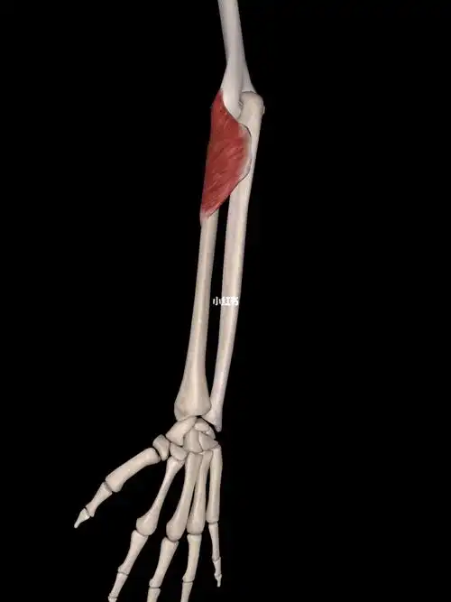 28.前臂的旋后肌肉:_健身知识_p图_运动健身_健身