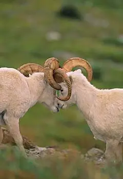 公羊打架图片