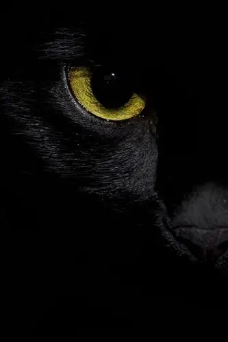 黑猫前视图,黄色的眼睛,黑暗的背景 iphone 壁纸