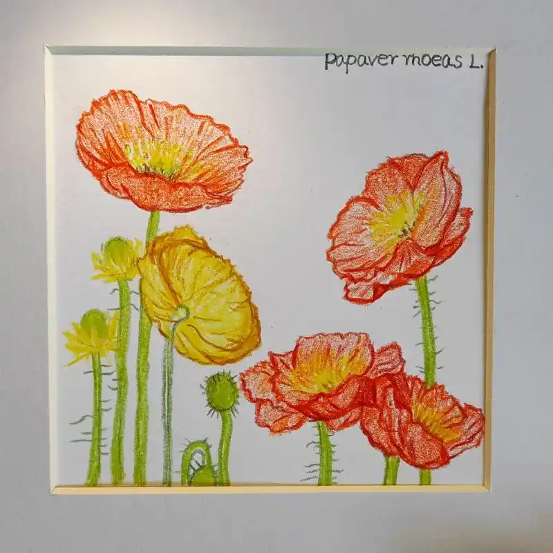 虞美人花卉彩铅装饰画|附教程图.#彩铅 #手绘 #植物花卉  - 抖音