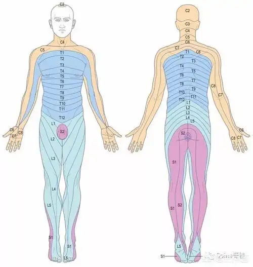 头条问答 - 请问腰椎l4l5压迫和l5si压迫症是一样的吗?(1个回答)