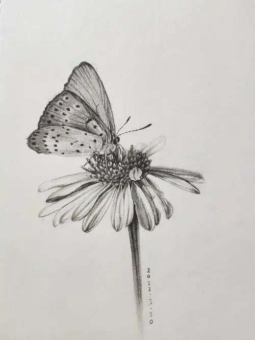 素描蝶恋花步骤