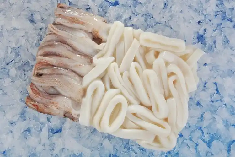 白鱿鱼信息列表