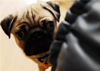 眼神在瞪人的八哥幼犬狗狗图片